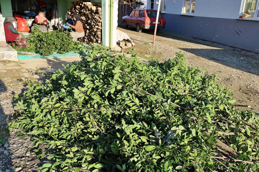 O köyün gelir kapısı: Pazarda kilosu 35 TL'den satılıyor! Hasat başladı, tezgahta bolluk yaşanıyor 1